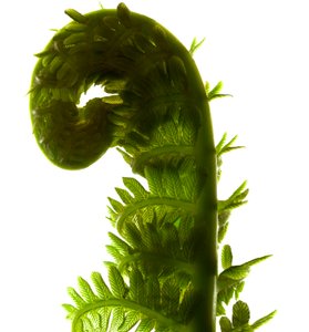 Fern Curve, 2009, (fotogram cyfrowy, oryginalny druk cyfrowy)